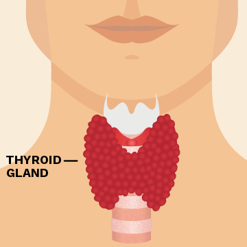 I had my thyroid levels tested