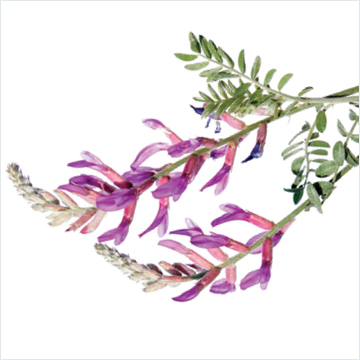 Astragalus: not just for immunity