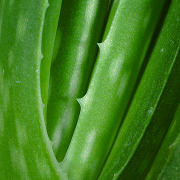 Aloe Vera fabulous first aid