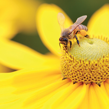 Bee stings and bee venom