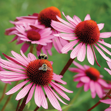 Echinacea