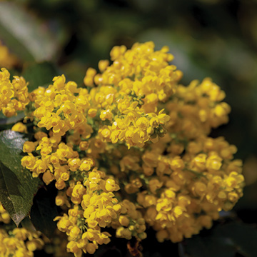 Evaluating Berberine as a supplement