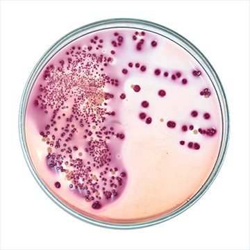 Food poisoning effects, recovery and healing