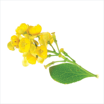 Indian Barberry