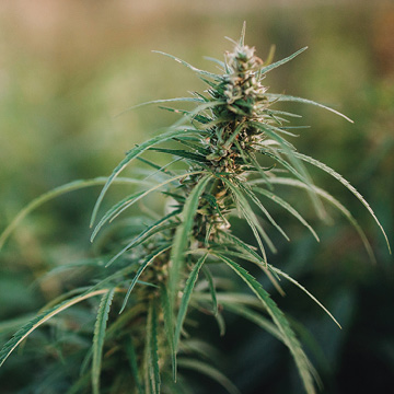 Facts about the use of medical cannabis