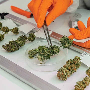 Medicinal Cannabis in New Zealand Updated