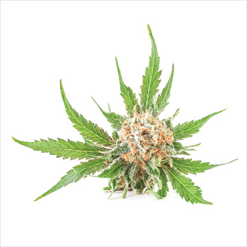 Facts about the use of medical cannabis