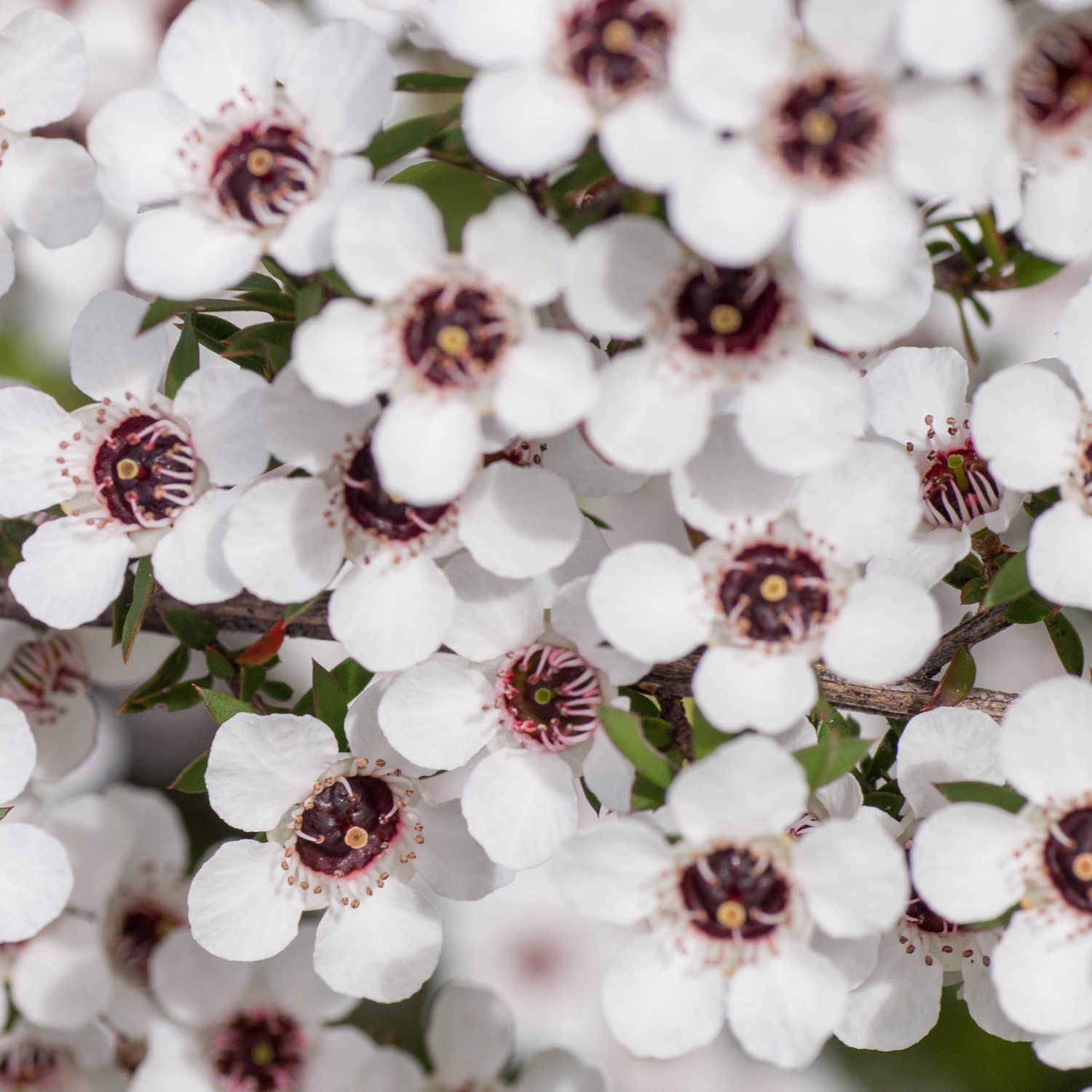 Research and Development of our New Manuka Oil Cream