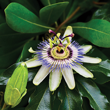 Passion Flower the calming herb with a fascinating history