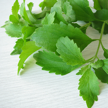 Stevia - the sugar herb