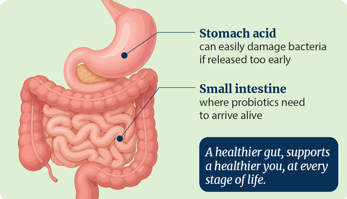 stomach vs intestine